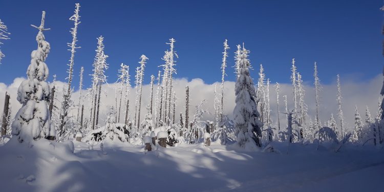 Ubytování Šumava - Šípková chalupa - okolí v zimě